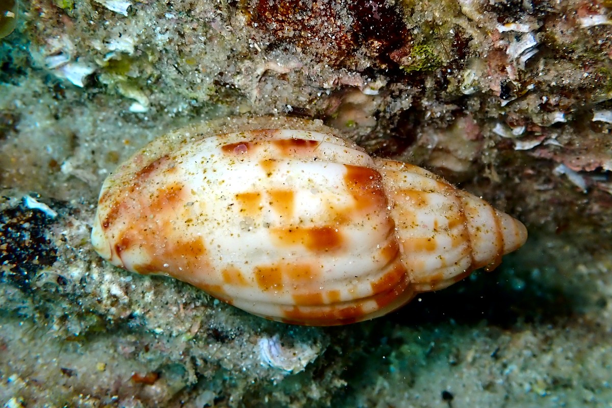 Lyria mitraeformis - Lyre Shell