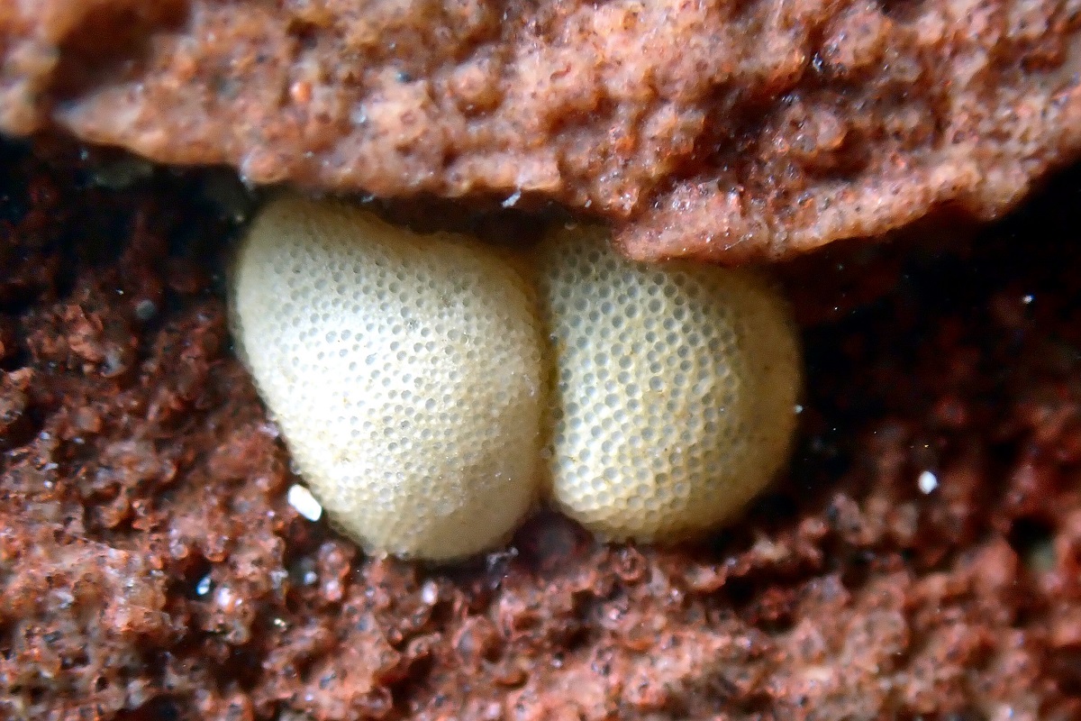 Nerita atramentosa - Australian Black Nerite