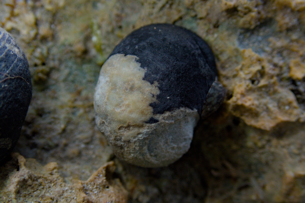 Nerita atramentosa - Australian Black Nerite