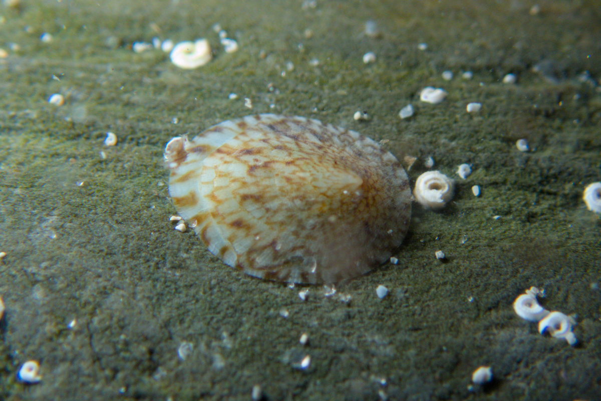 Notoacmea flammea