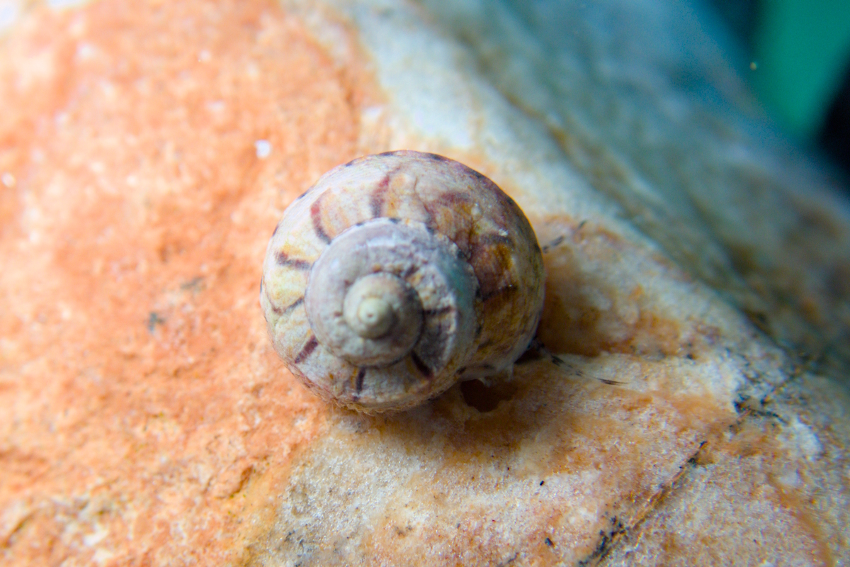 Notogibbula lehmanni - Many Coloured Top Shell