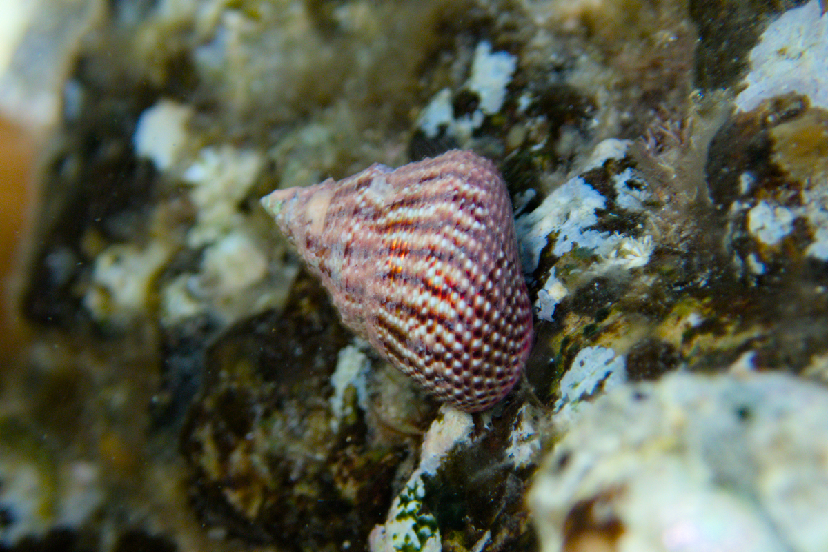 Prothalotia lehmanni - Lehmann's Top Shell