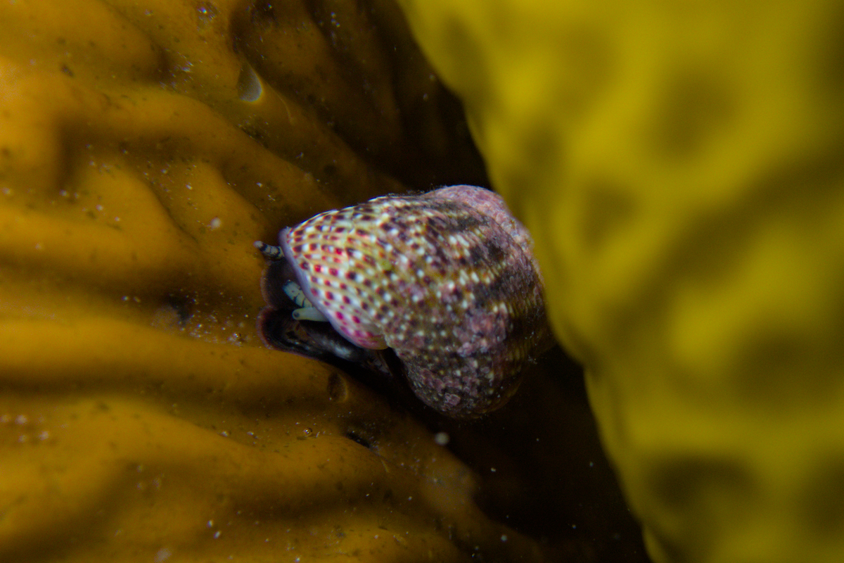 Prothalotia lehmanni - Lehmann's Top Shell