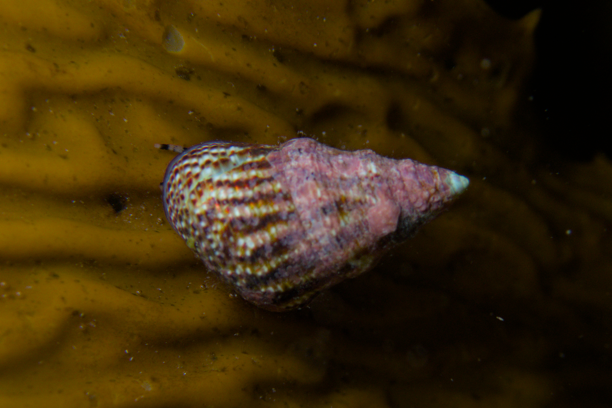 Prothalotia lehmanni - Lehmann's Top Shell