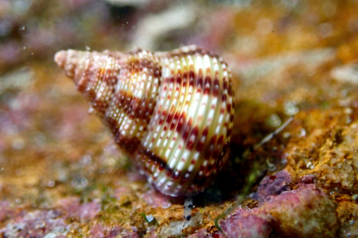 Prothalotia lehmanni - Lehmann's Top Shell