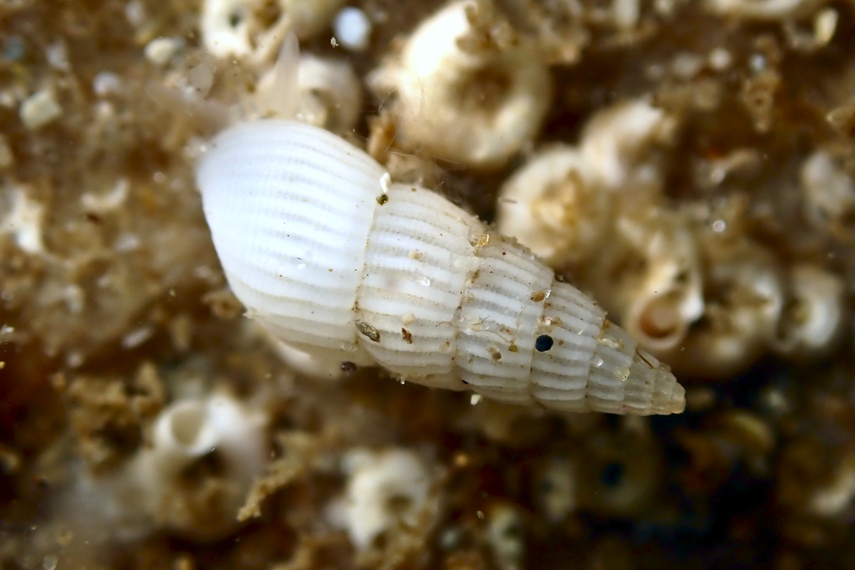 Pyrgulina pupaeformis
