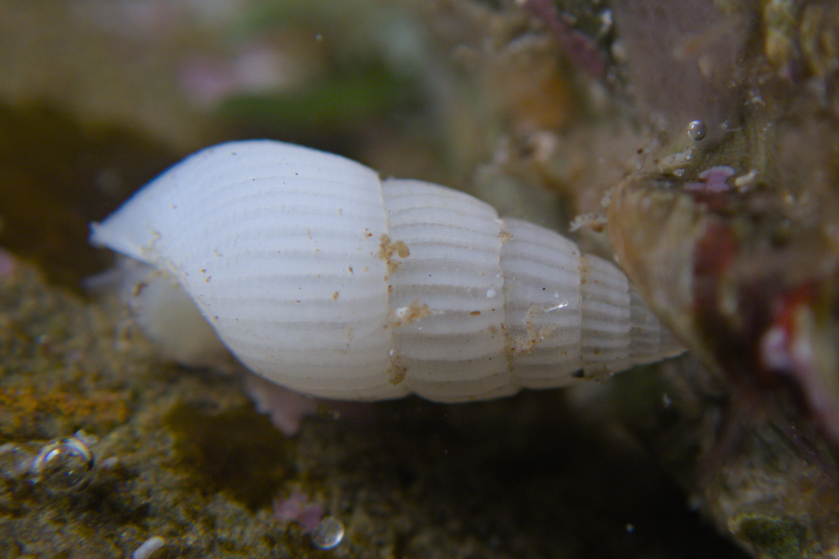 Pyrgulina pupaeformis