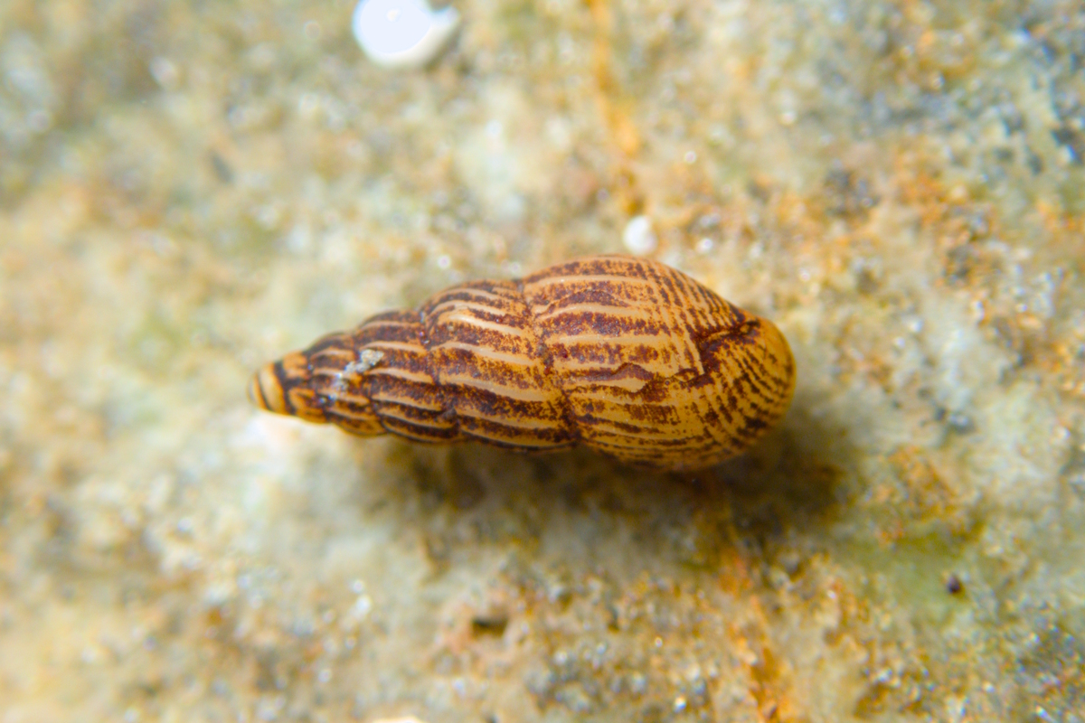 Rissoina fasciata