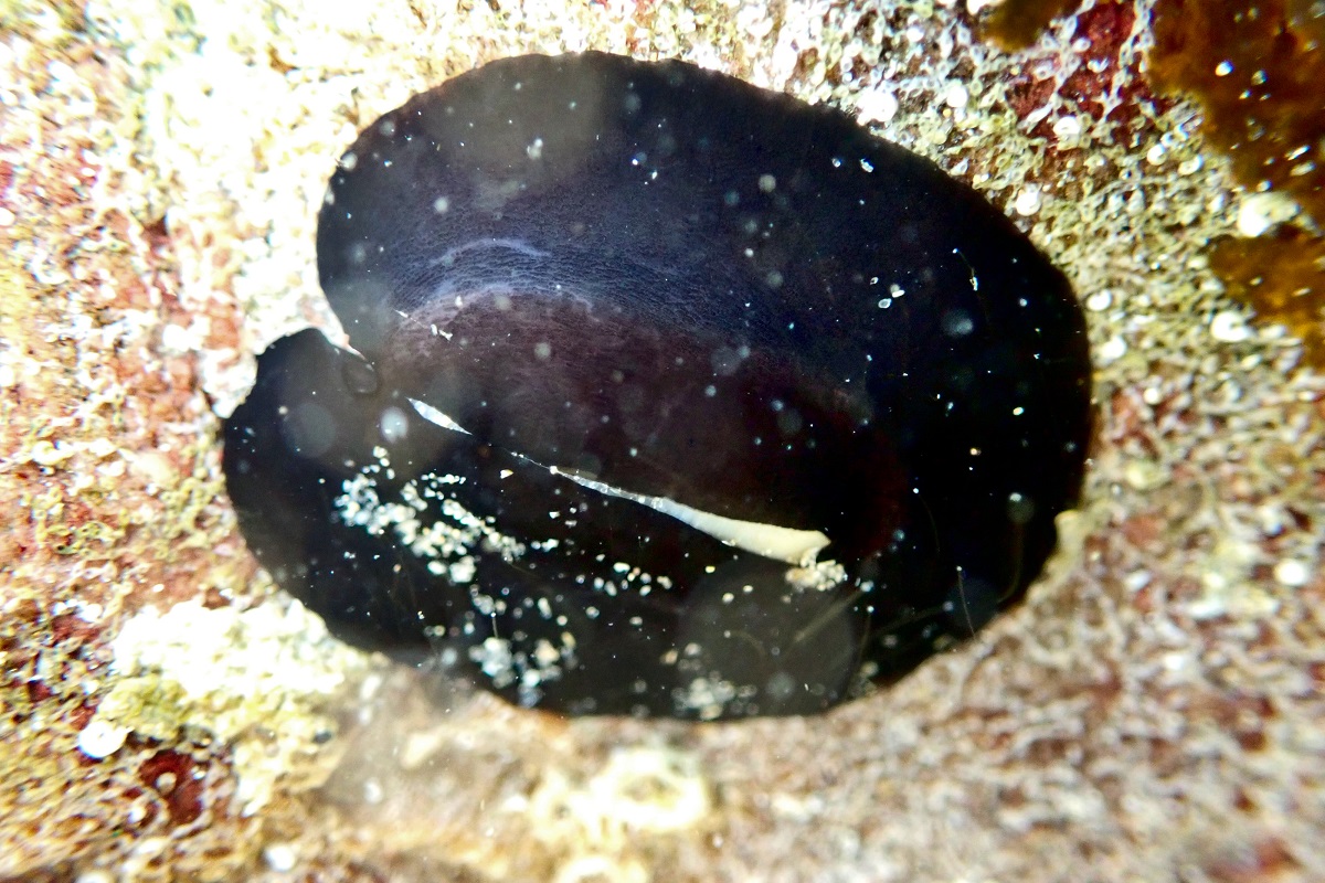Scutus antipodes - Elephant Snail