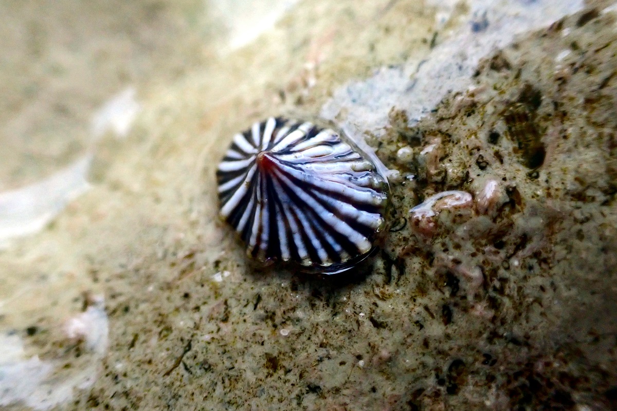 Siphonaria diemenensis - Air-Breathing Limpet