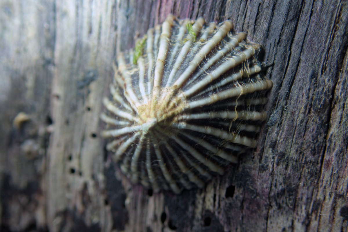 Siphonaria diemenensis - Air-Breathing Limpet