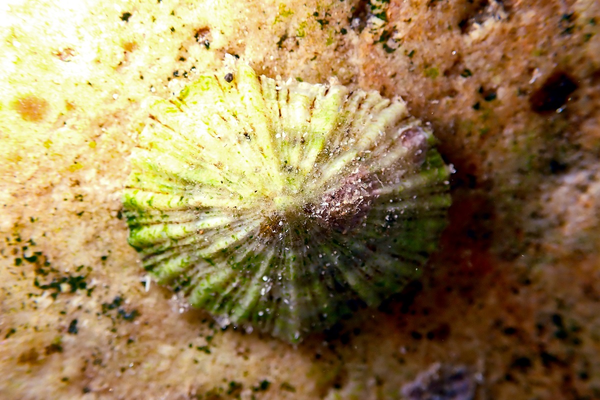 Siphonaria zelandica