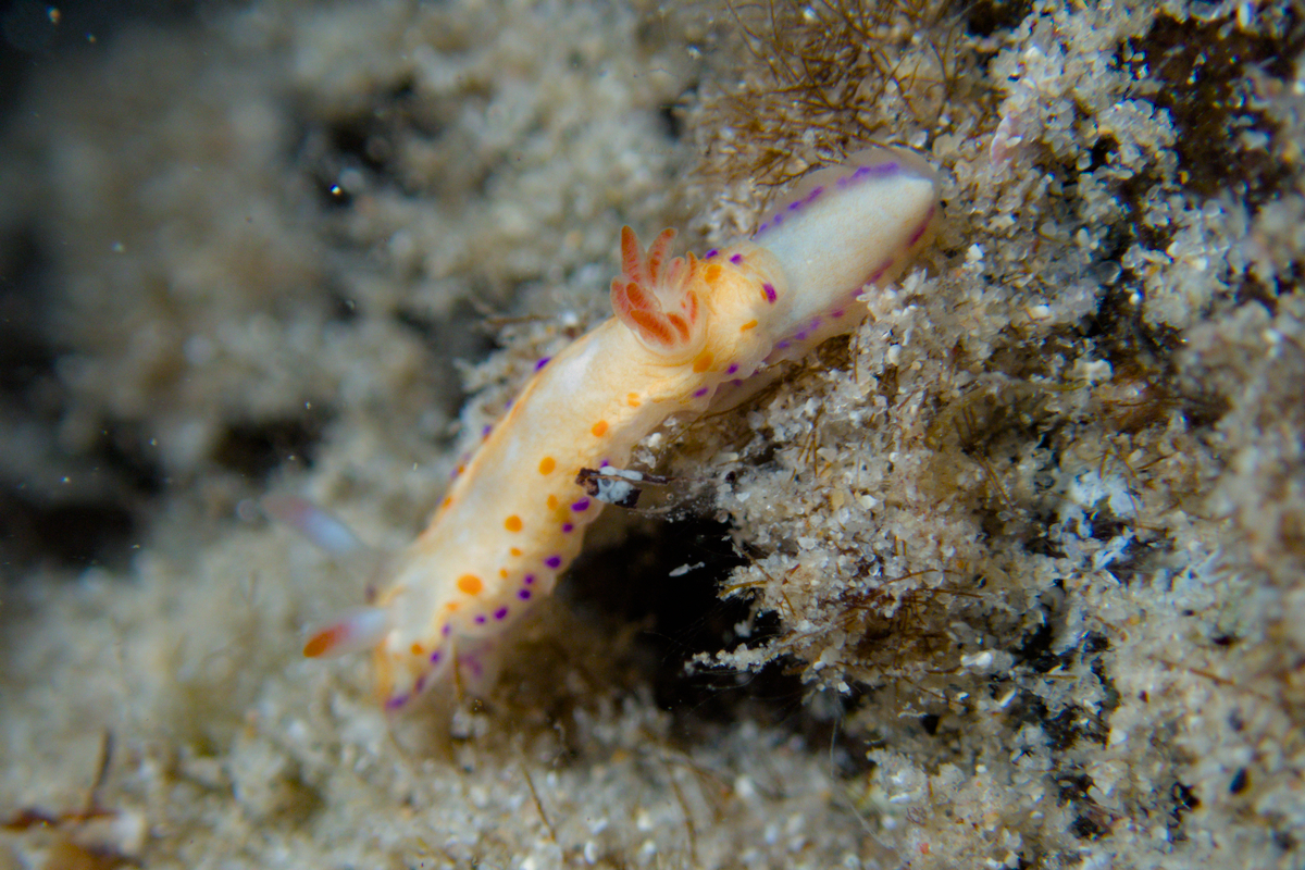 Thorunna cf. florens