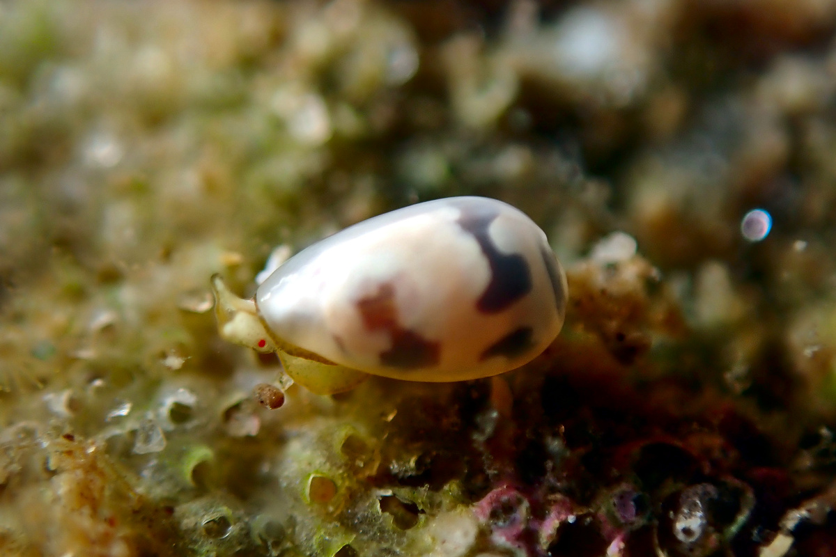 Murex Snails and Allies (Family Muricoidea)