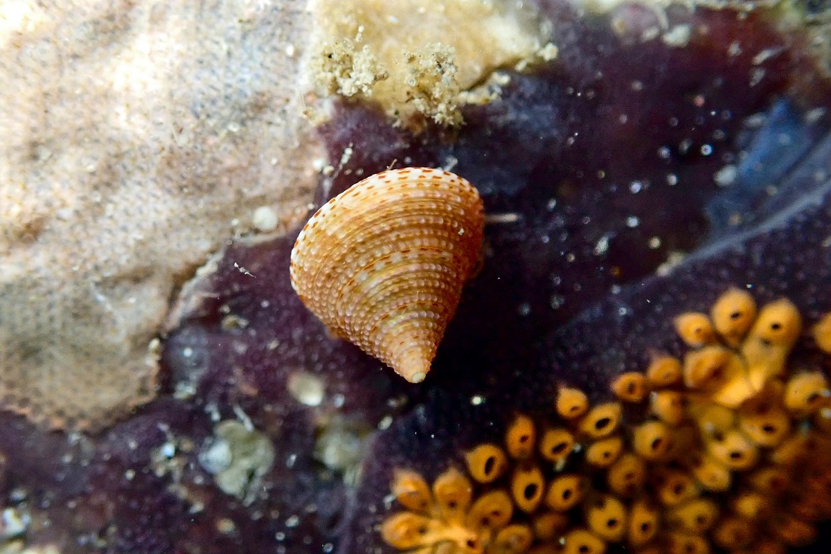 Vetigastropod Snails