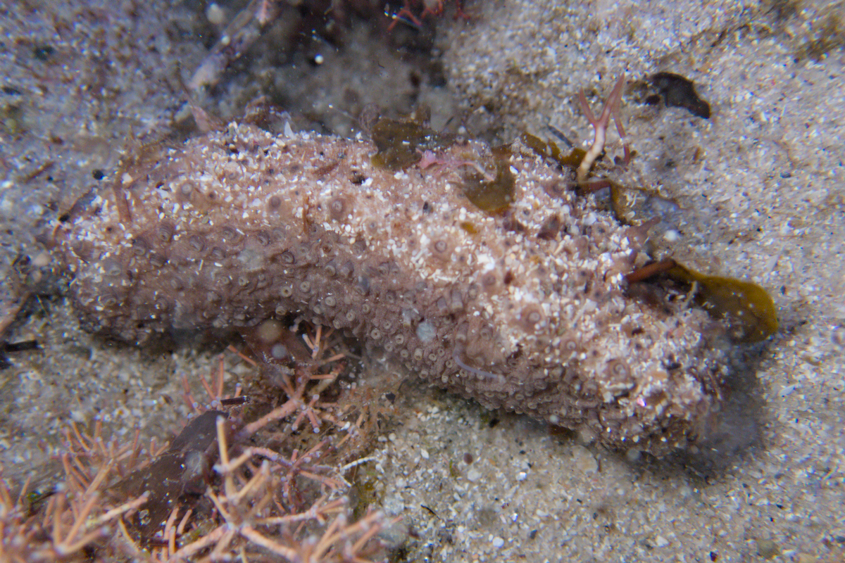 Australostichopus mollis - Brownmottled Sea Cucumber