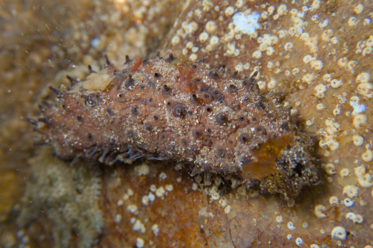 Australostichopus mollis - Brownmottled Sea Cucumber