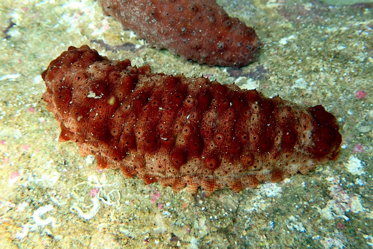 Australostichopus mollis - Brownmottled Sea Cucumber