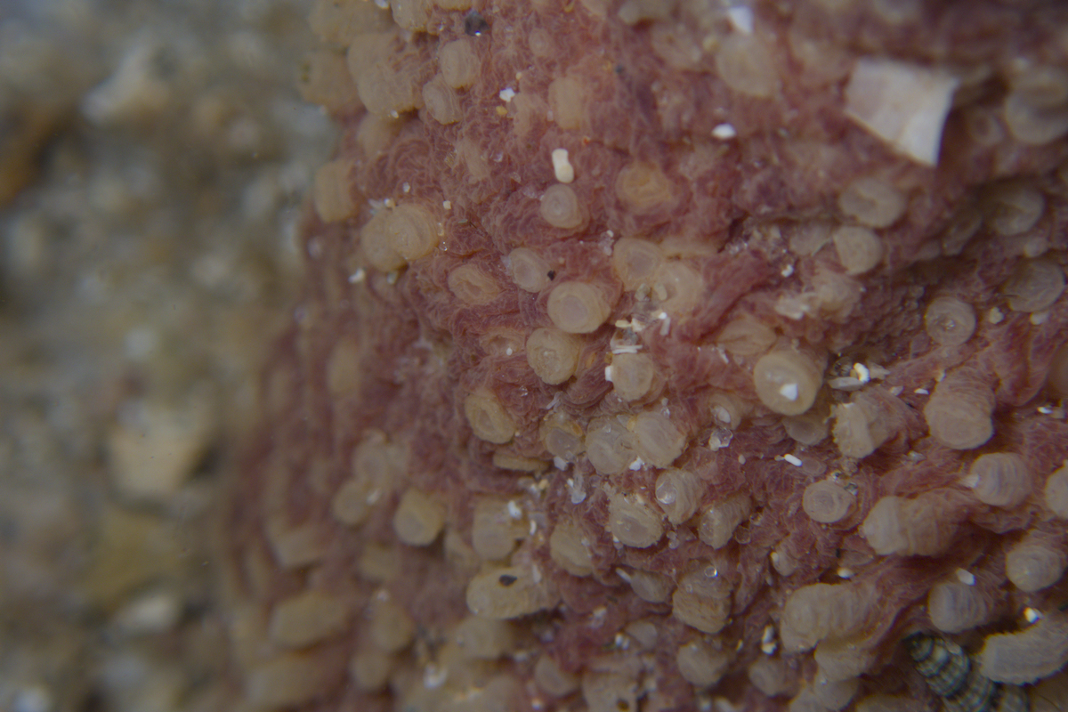 Lipotrapeza vestiens