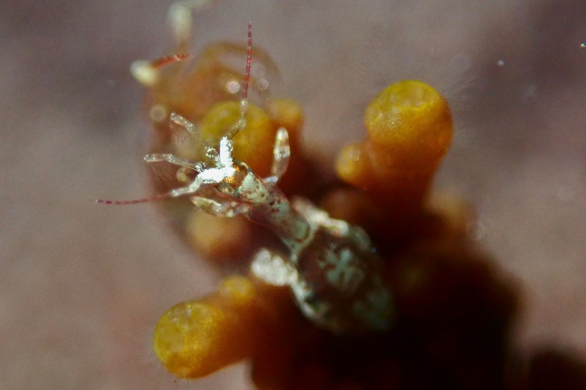 Amphipods, Isopods and Mysids