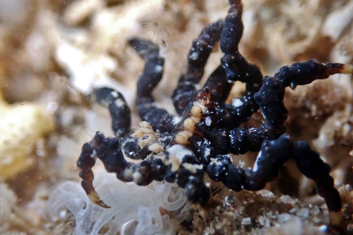 Sea Spiders (Pycnogonids)