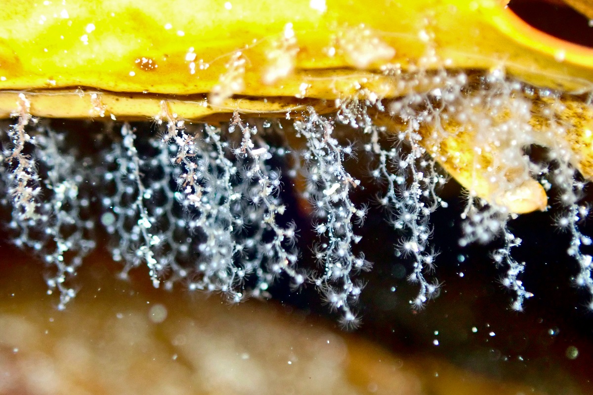 Obelia geniculata - Knotted Thread Hydroid