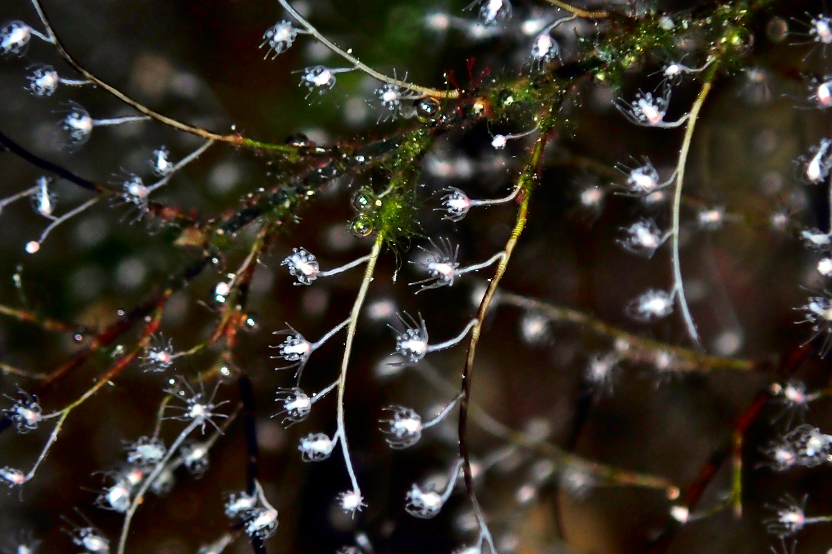 Pennaria disticha - Christmas Tree Hydroid