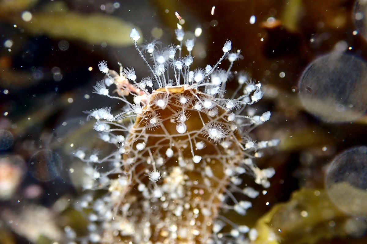 Thecate Hydroids (Order Leptothecata)