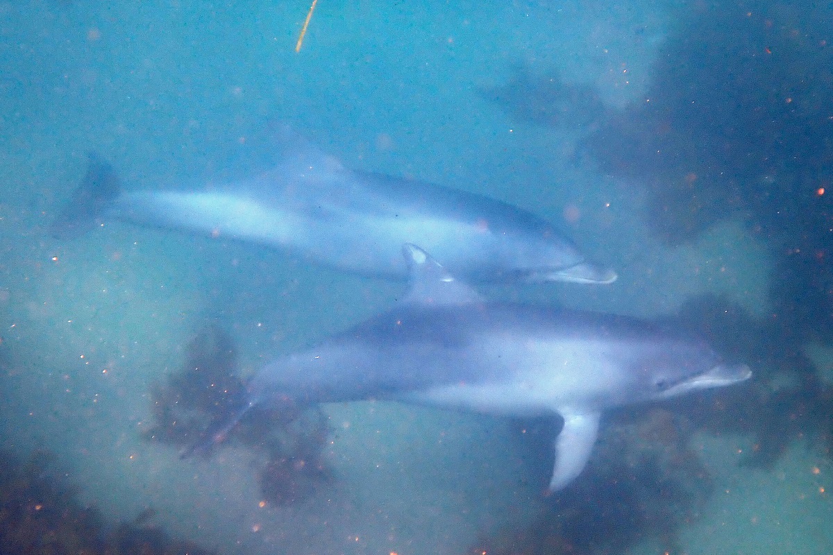 Tursiops aduncus - Indian Ocean Bottlenose Dolphin