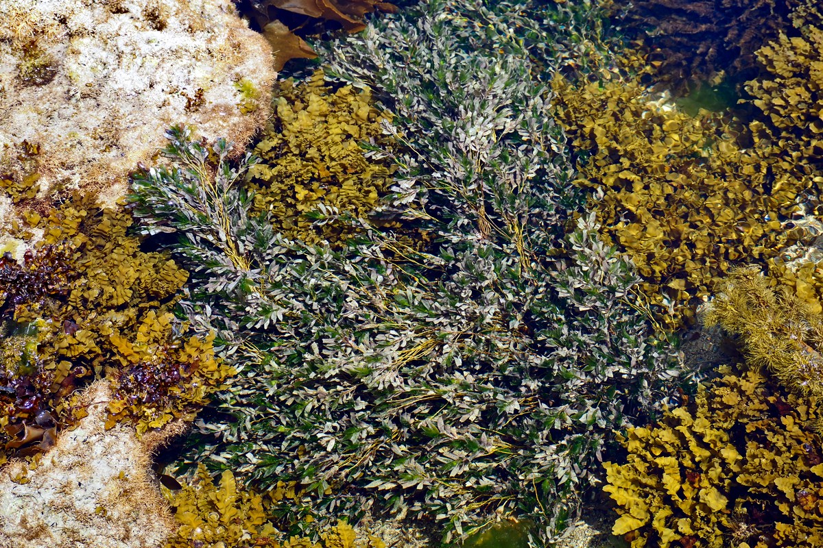 Amphibolis antarctica - Sea Nymph