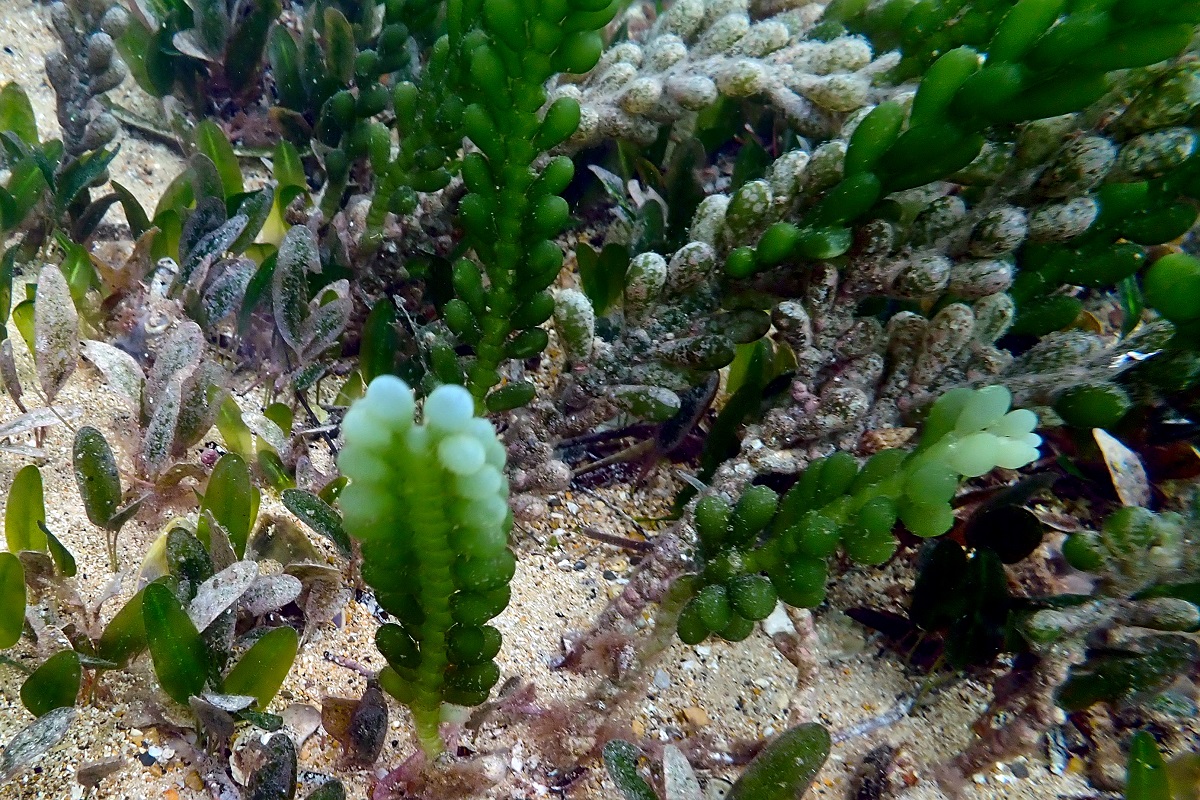 Caulerpa cactoides - Cactus Caulerpa