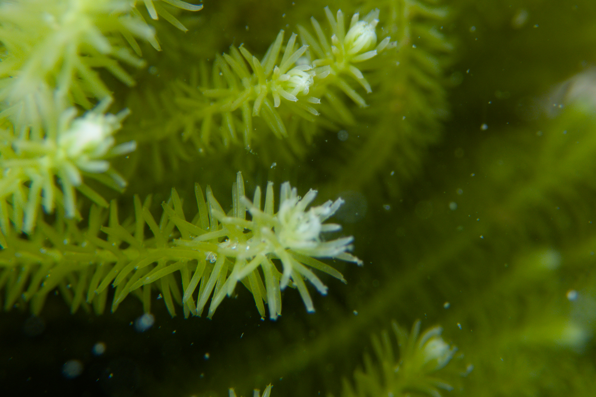 Caulerpa flexilis (var. flexilis)