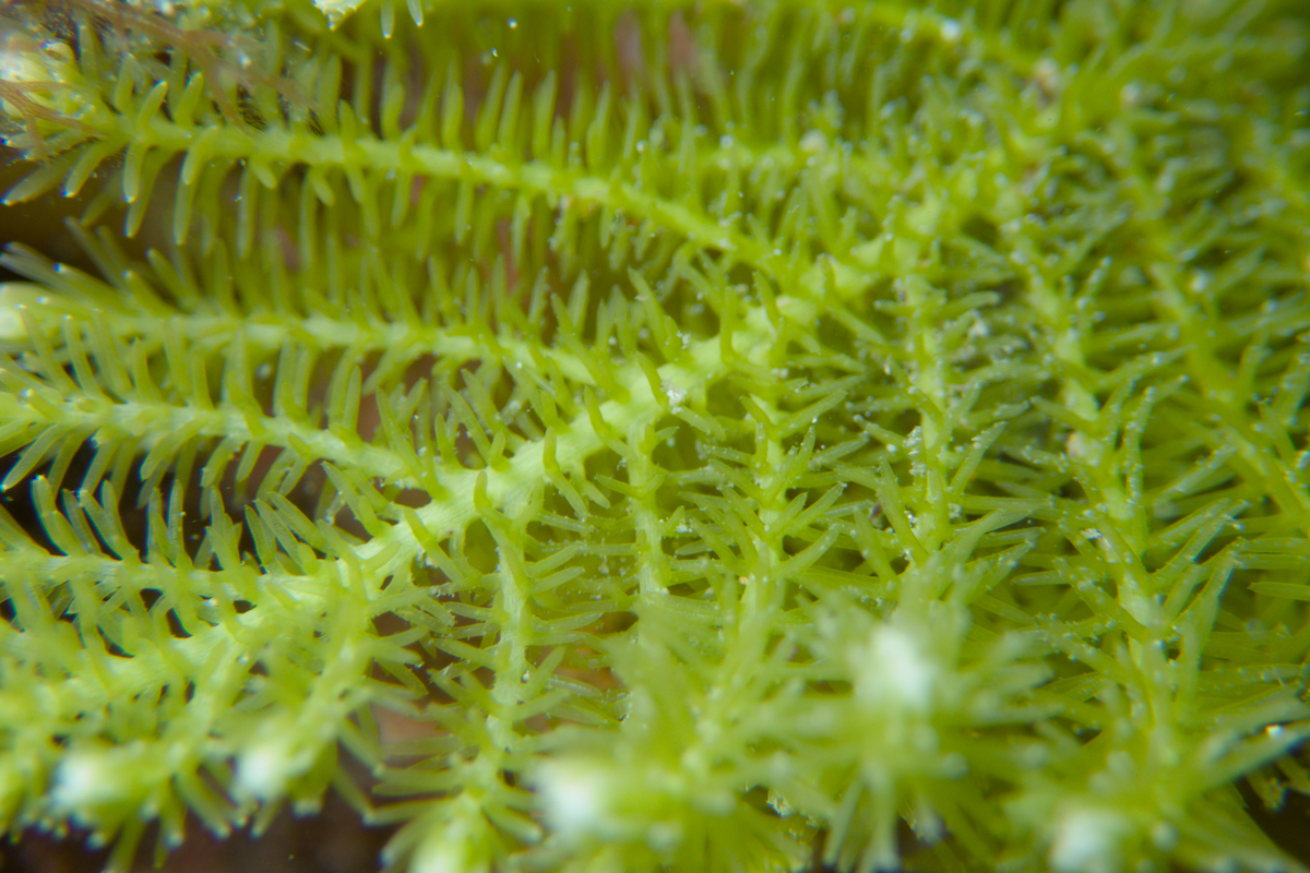 Caulerpa flexilis (var. flexilis)