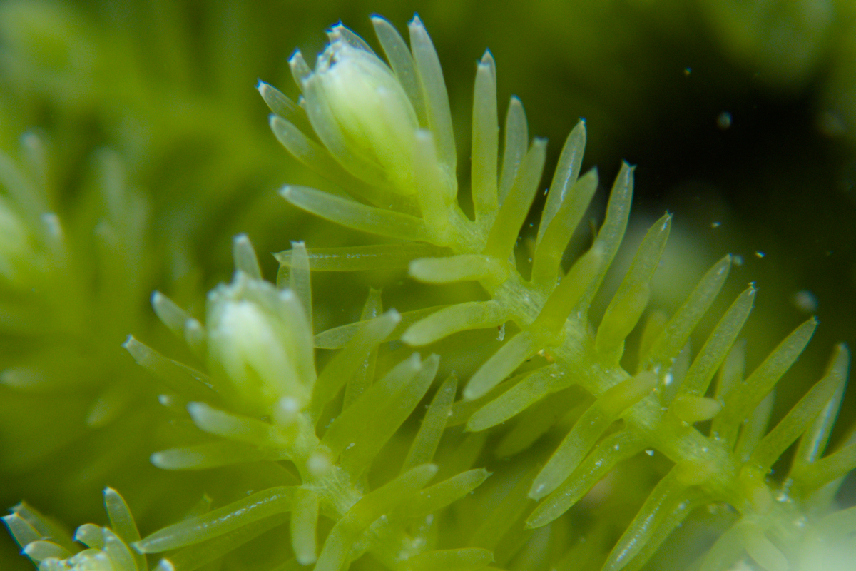 Caulerpa flexilis (var. flexilis)