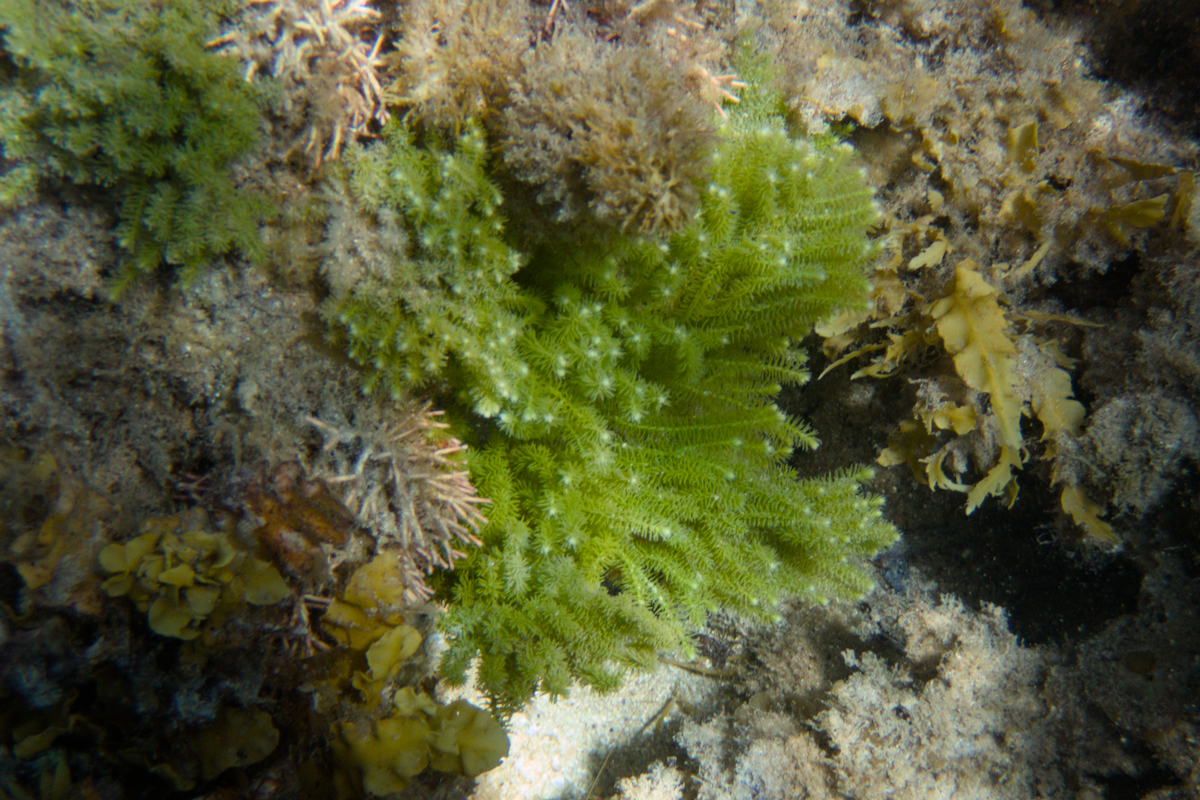 Caulerpa flexilis (var. flexilis)