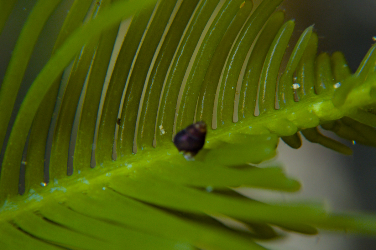 Caulerpa trifaria