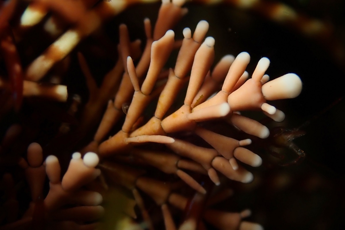 Corallina officinalis - Common Coralline