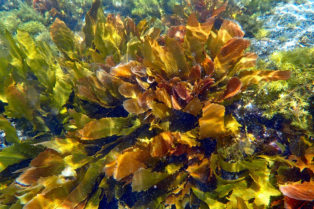 Ecklonia radiata - Golden Kelp