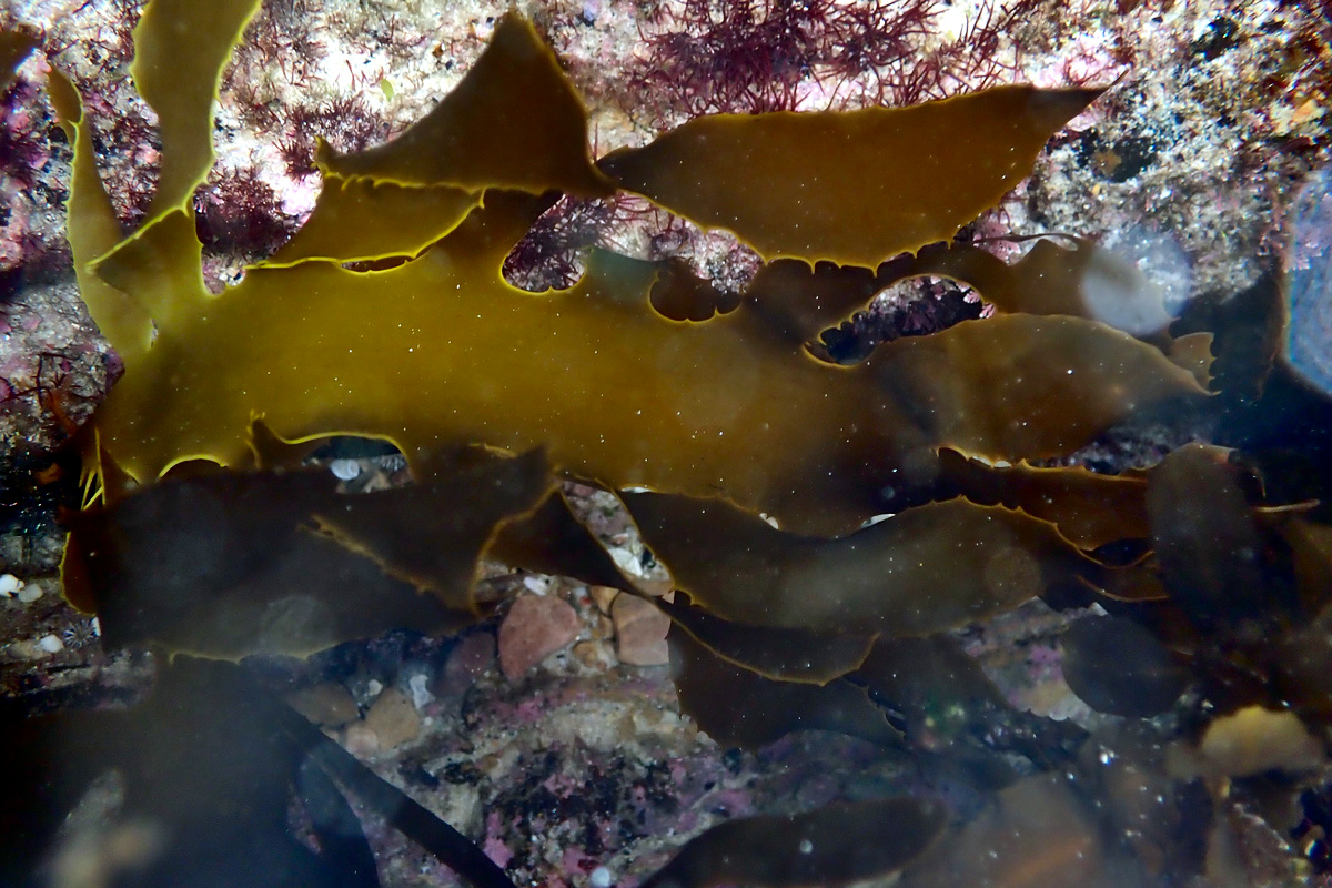 Ecklonia radiata - Golden Kelp