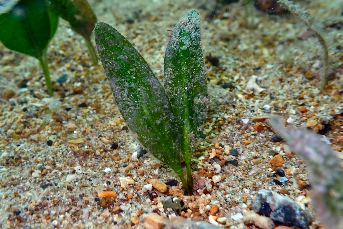 Halophila australis - Paddle Weed
