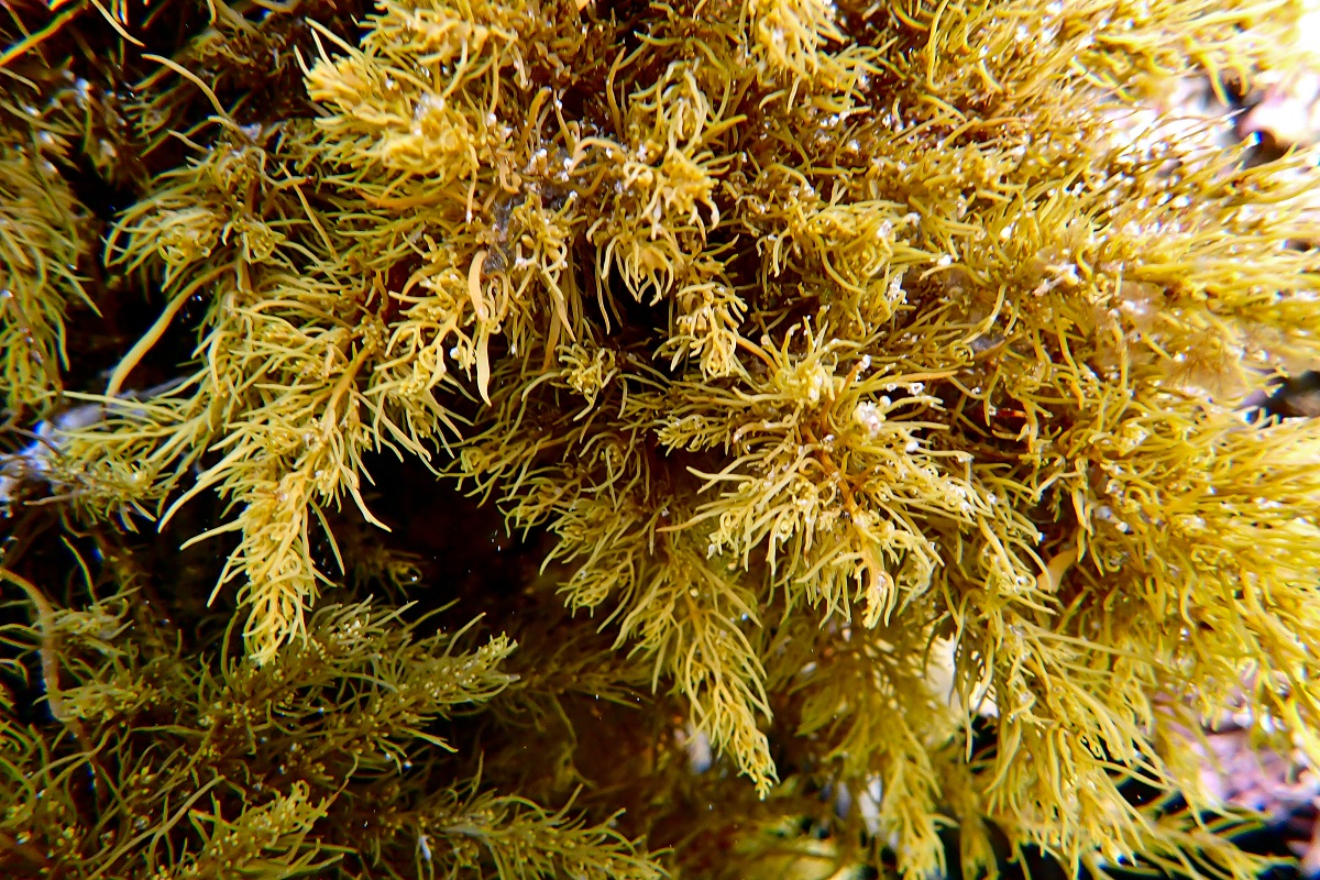 Brown Algae and Kelp