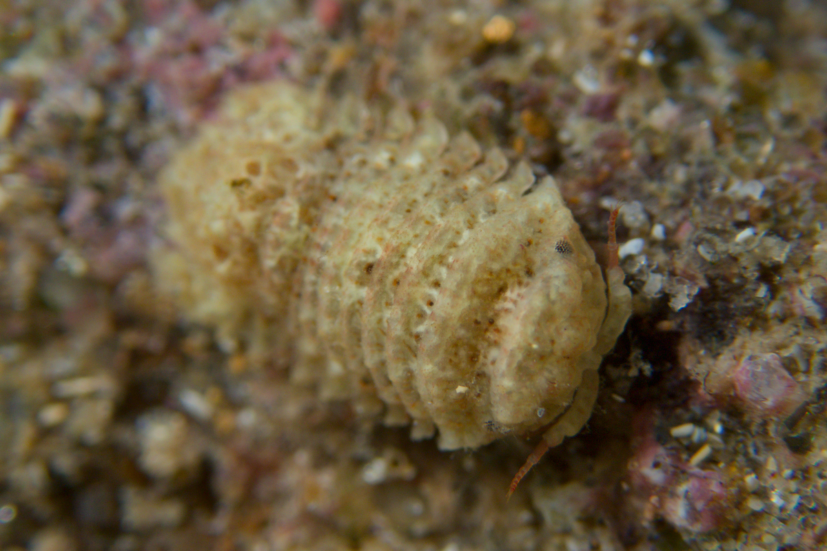 Moruloidea lacertosa