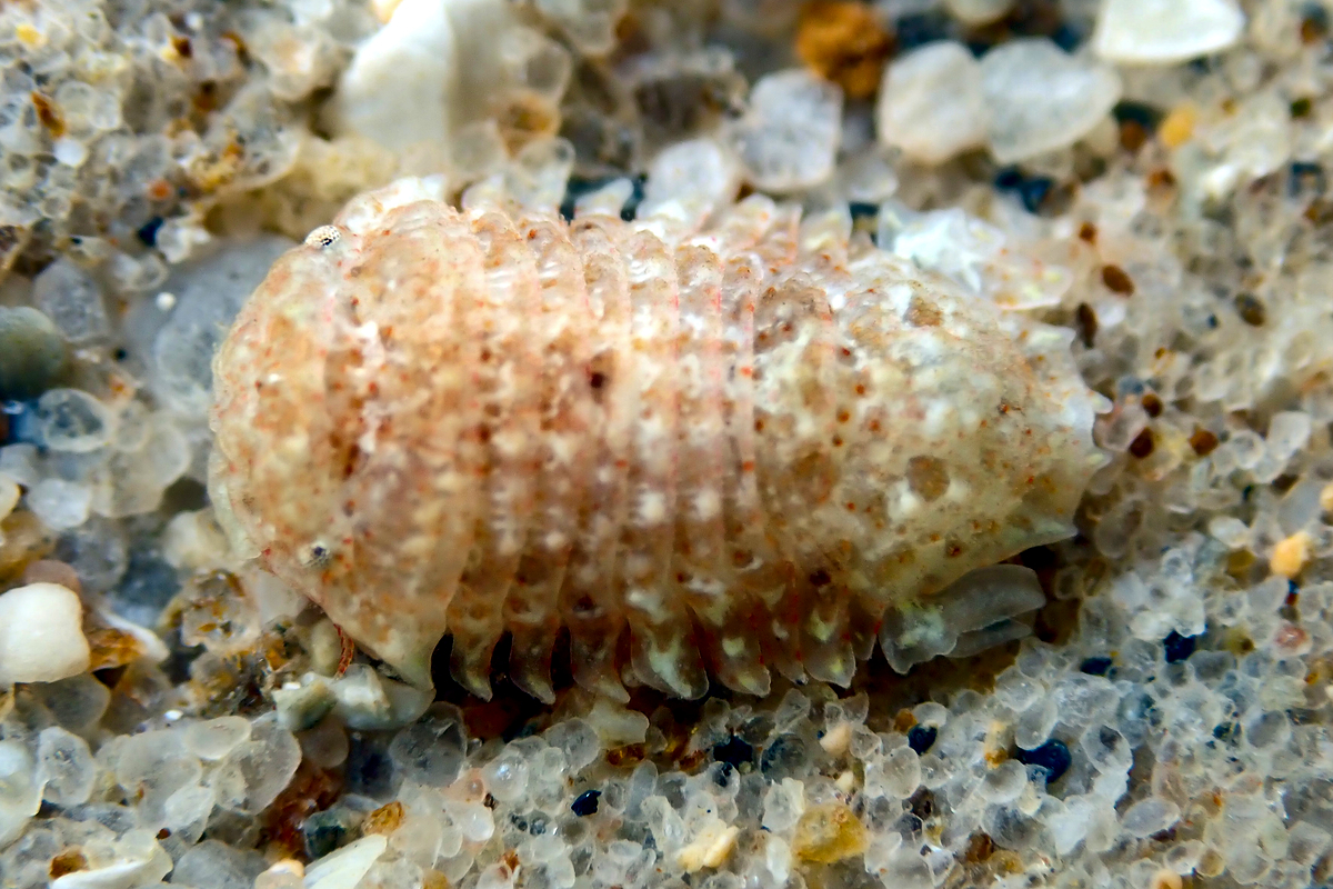 Moruloidea lacertosa