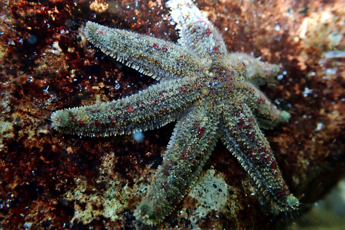 Allostichaster polyplax - Four-and-four Sea Star