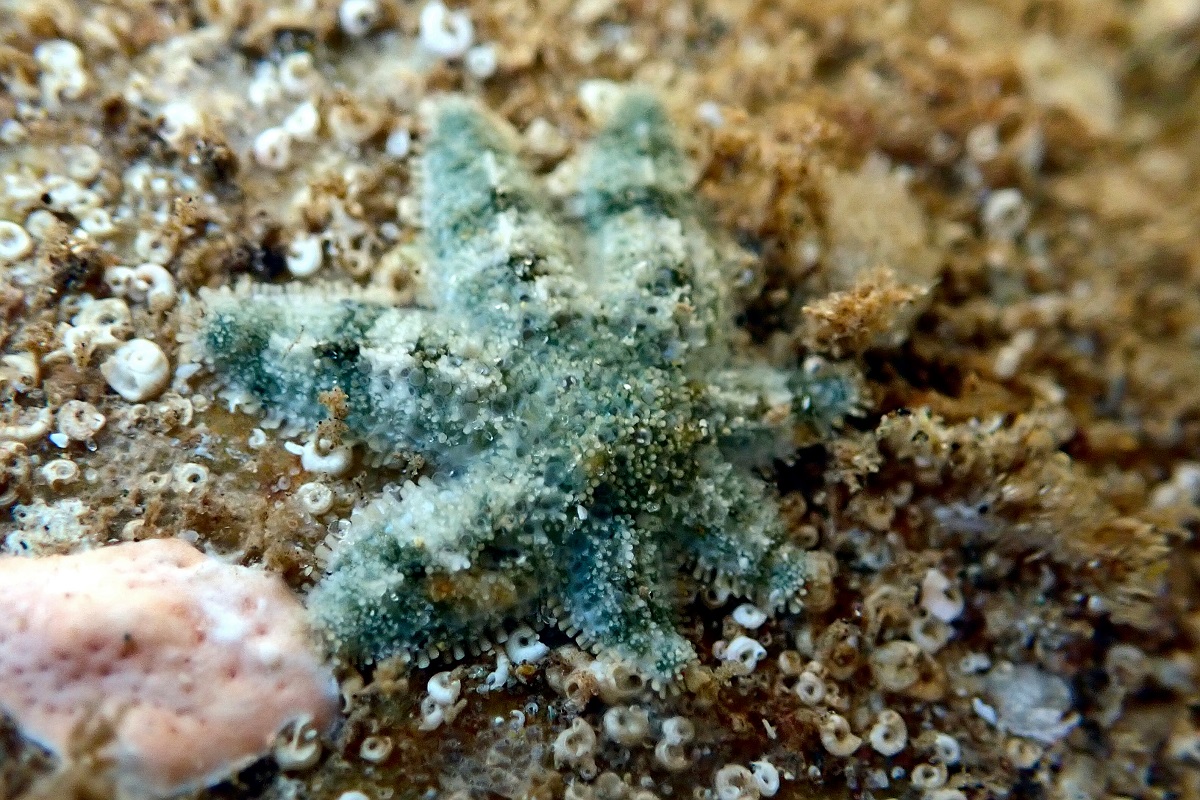 Allostichaster polyplax - Four-and-four Sea Star