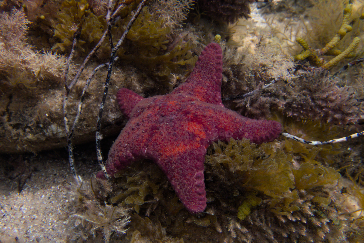 Anthaster valvulatus