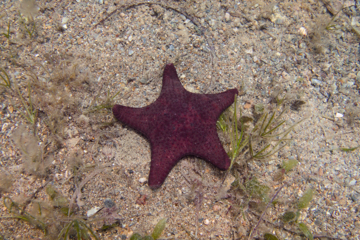 Anthaster valvulatus