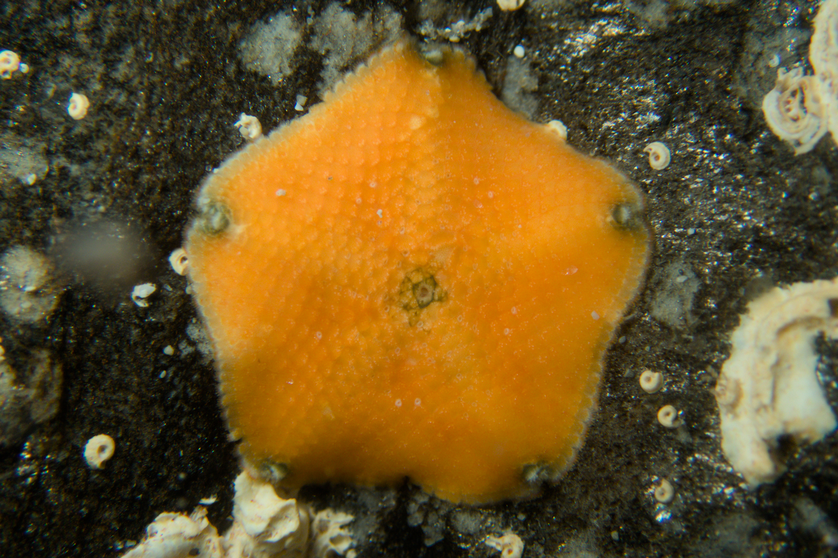 Meridiastra atyphoida