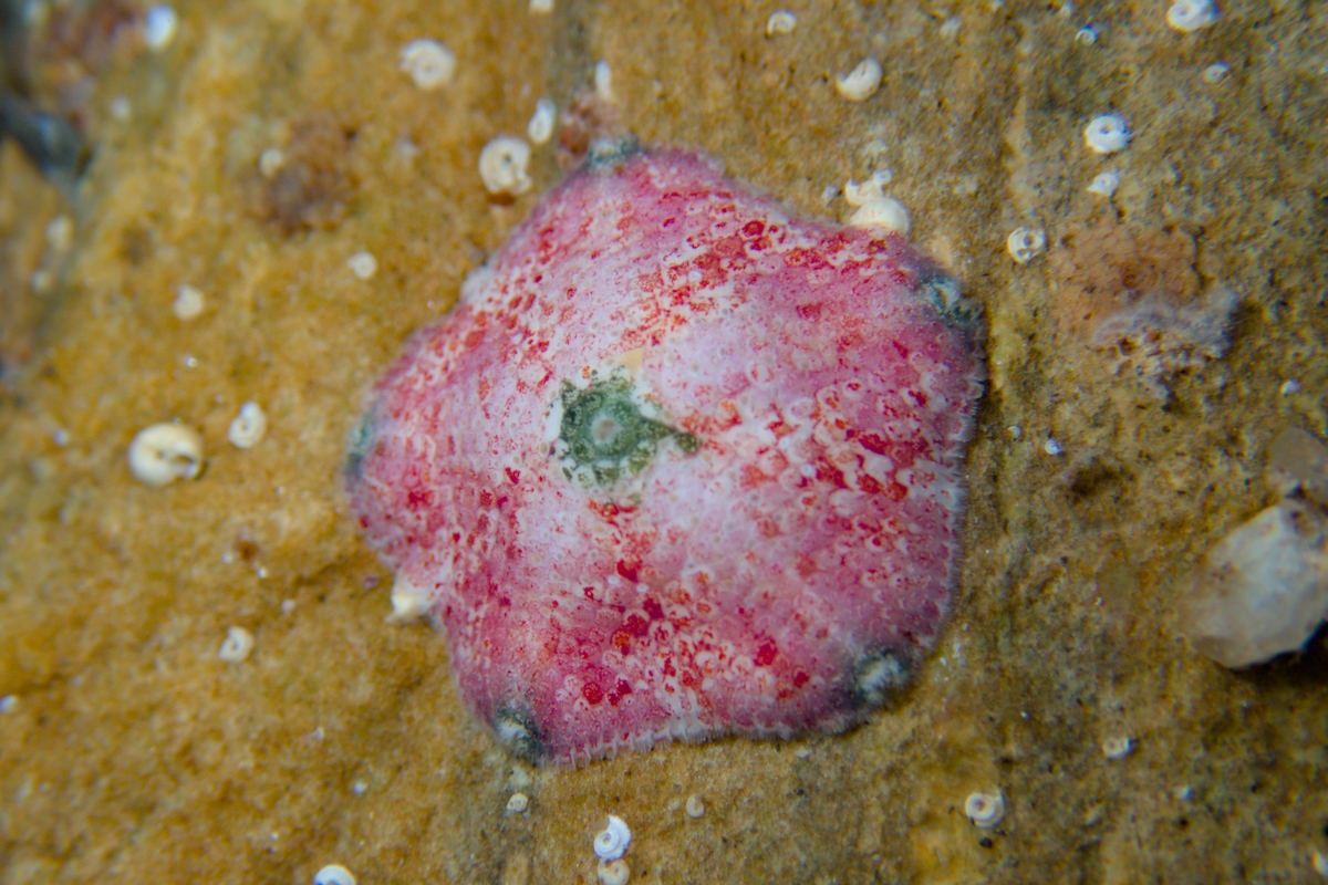 Meridiastra atyphoida