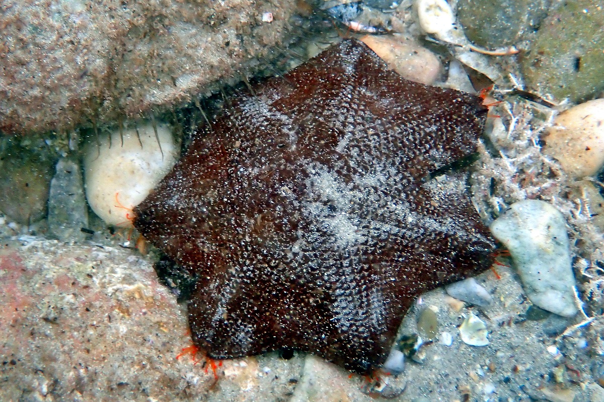 Meridiastra gunnii